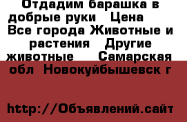 Отдадим барашка в добрые руки › Цена ­ 1 - Все города Животные и растения » Другие животные   . Самарская обл.,Новокуйбышевск г.